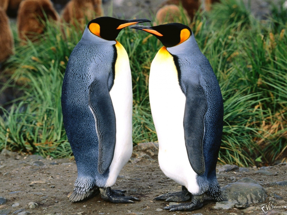 Два пингвина 1152x864