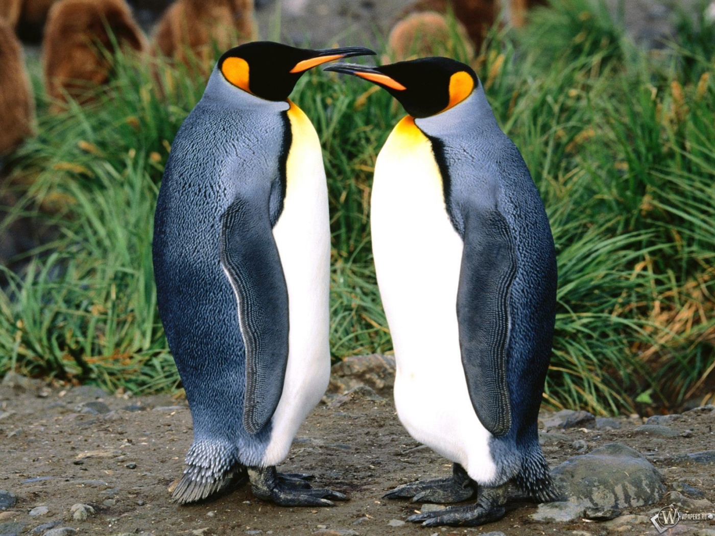 Два пингвина 1400x1050
