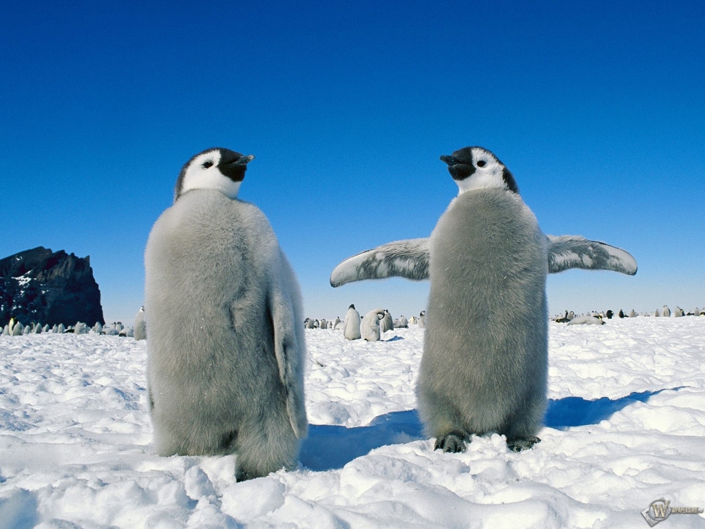 Два пингвиненка 1024x768