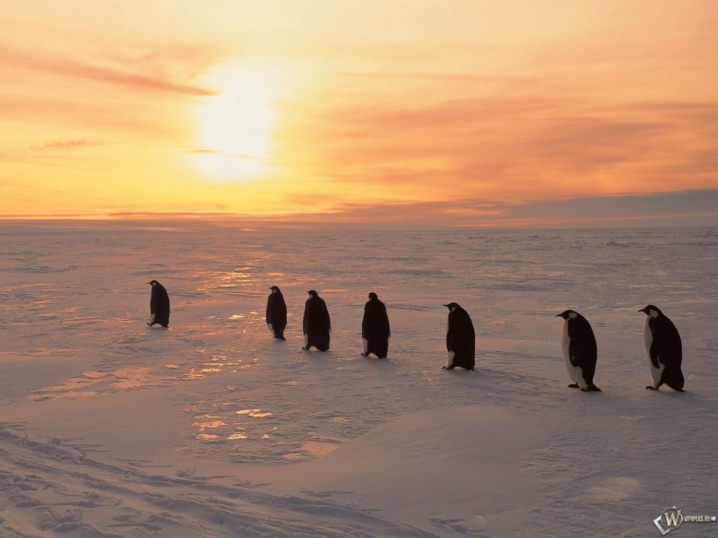 Пингвины на рассвете 1024x768