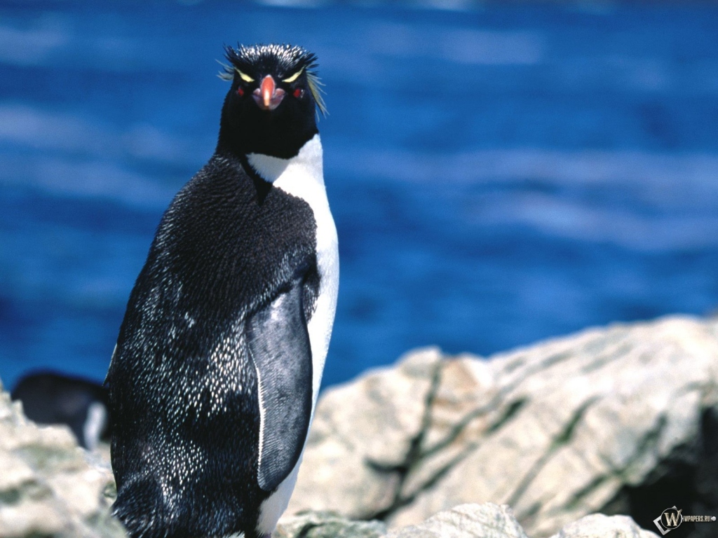 Королевский пингвин 1024x768