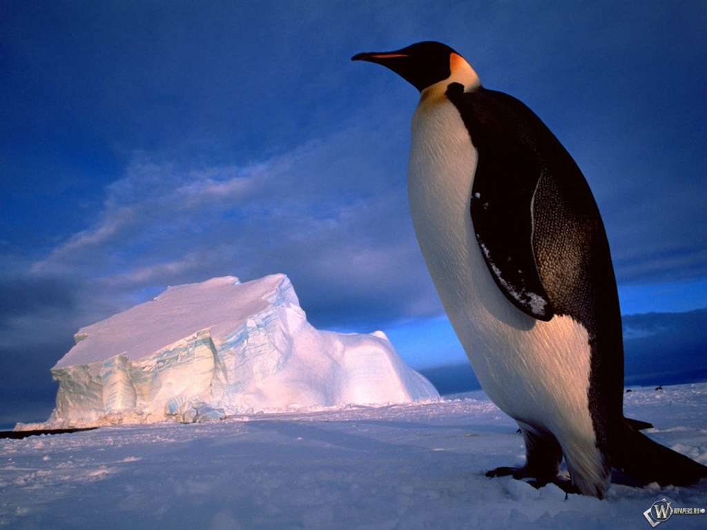 Пингвин на фоне глыбы 1024x768