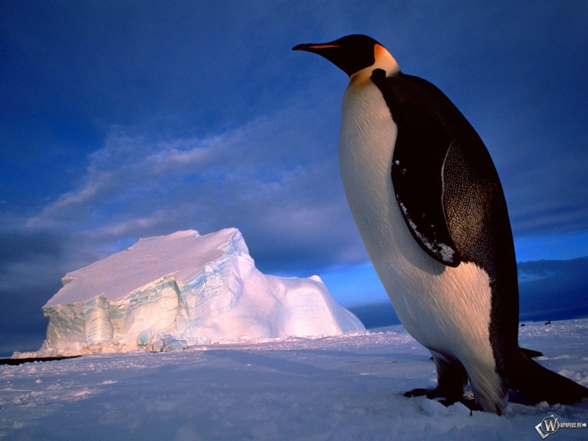 Пингвин на фоне глыбы 1152x864
