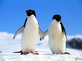 Обои Два пингвина: , Пингвины