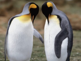 Обои Два пингвина: , Пингвины