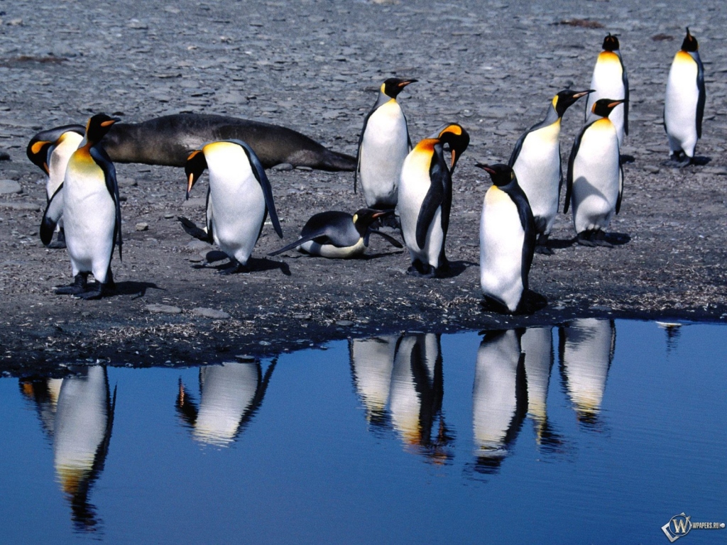 Пингвины на берегу 1024x768