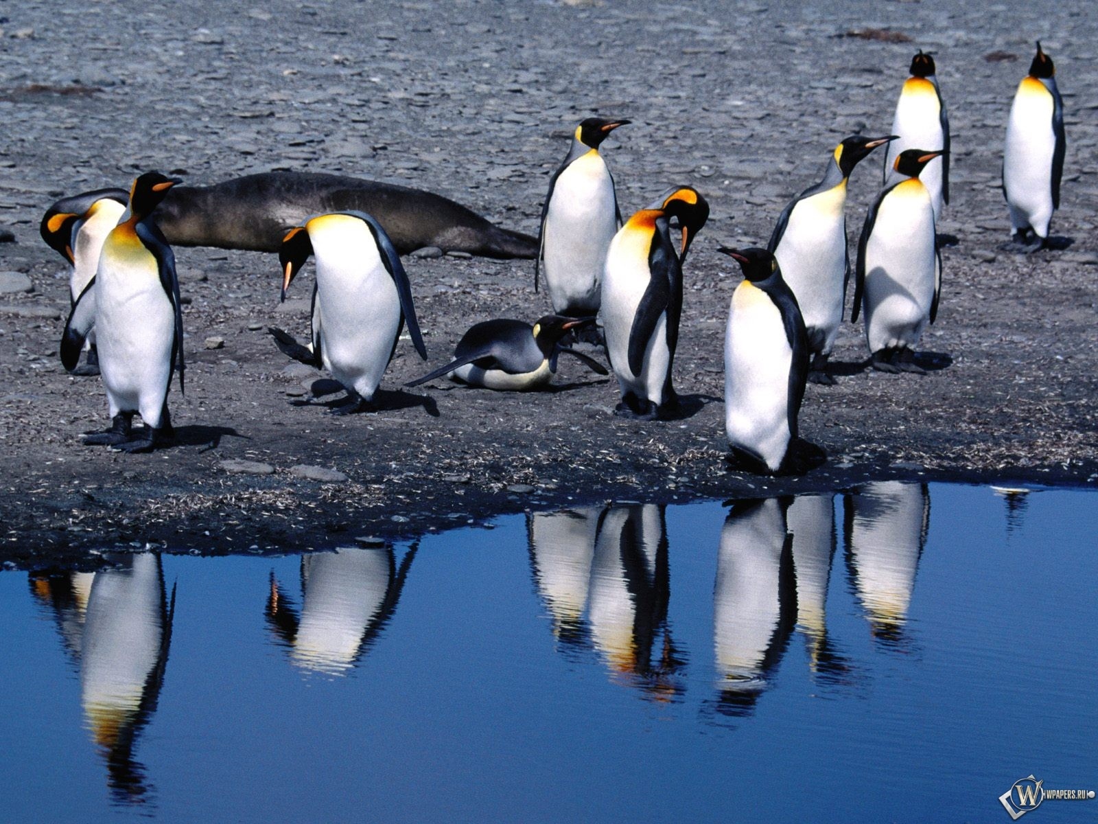 Пингвины на берегу 1600x1200