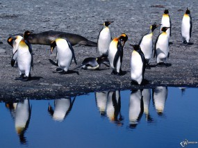 Обои Пингвины на берегу: , Пингвины