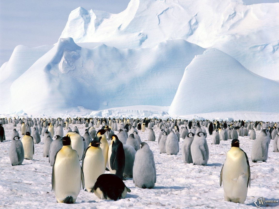 Пингвиний форум 1152x864