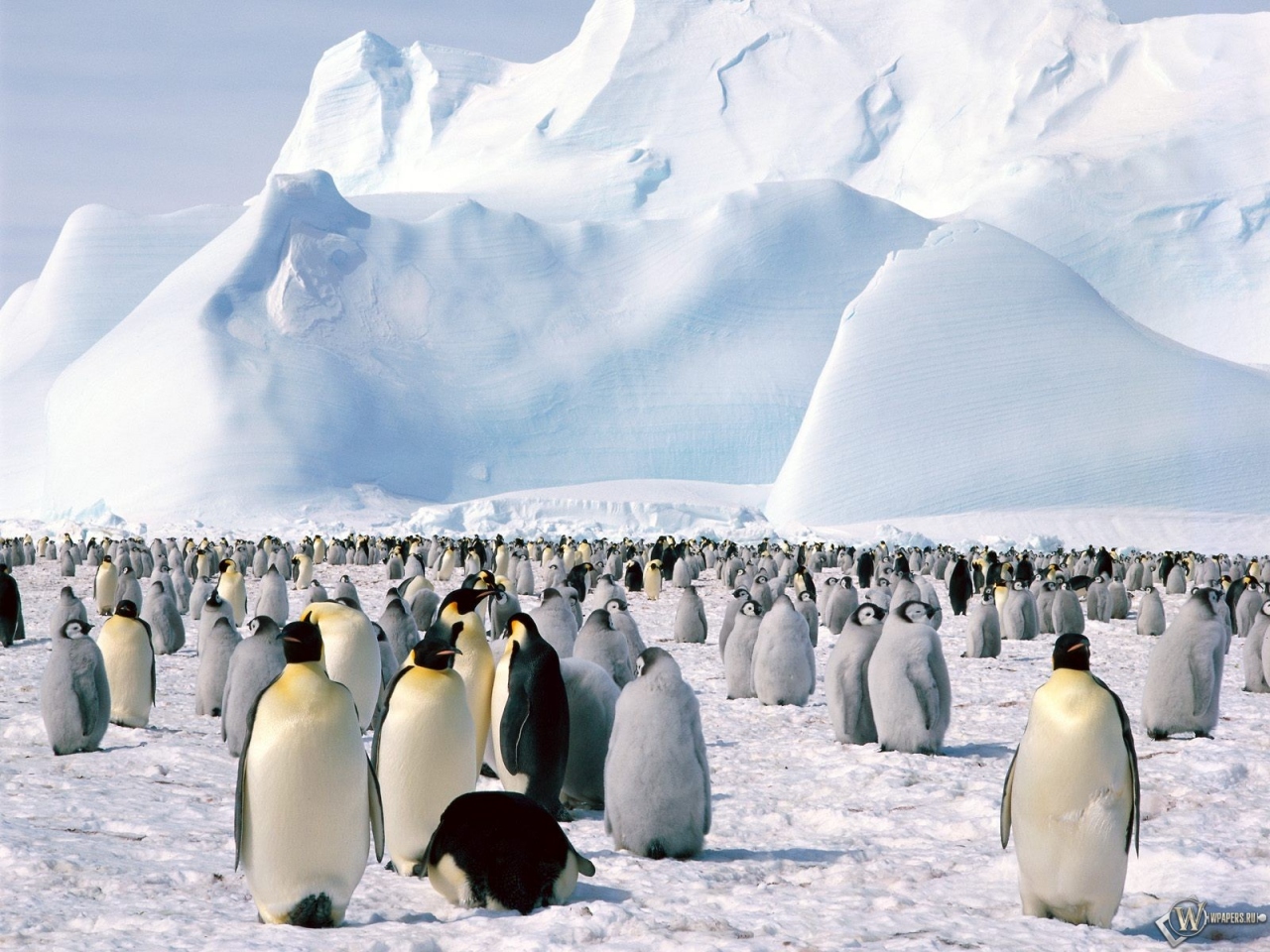 Пингвиний форум 1280x960