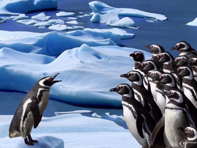 Пингвиний форум