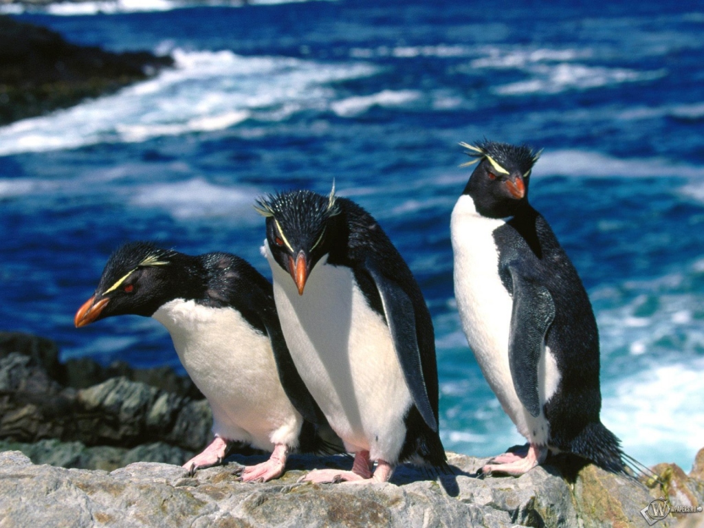 Трое пингвинов 1024x768