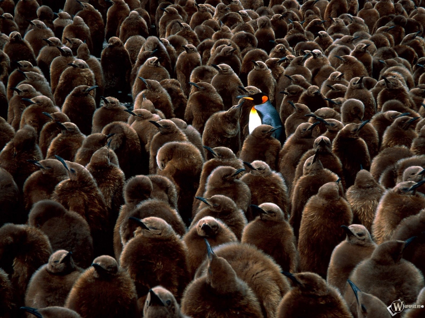 Пингвин среди серых пингвинов 1400x1050