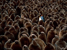 Пингвин среди серых пингвинов