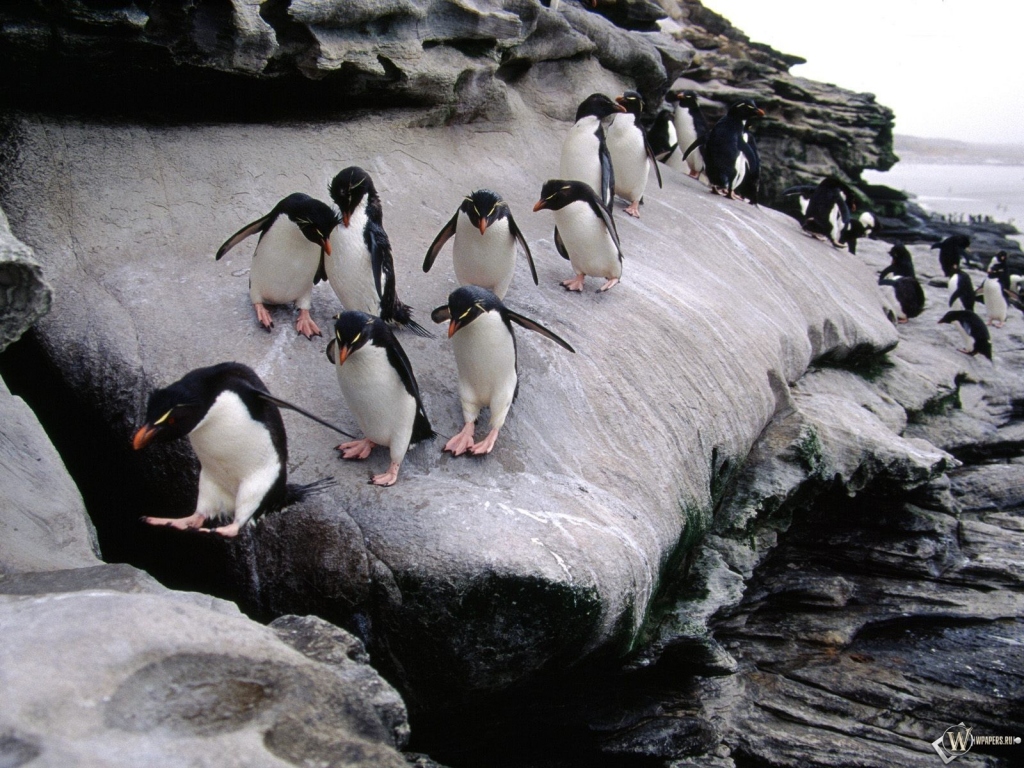 Пингвины на льдине 1024x768