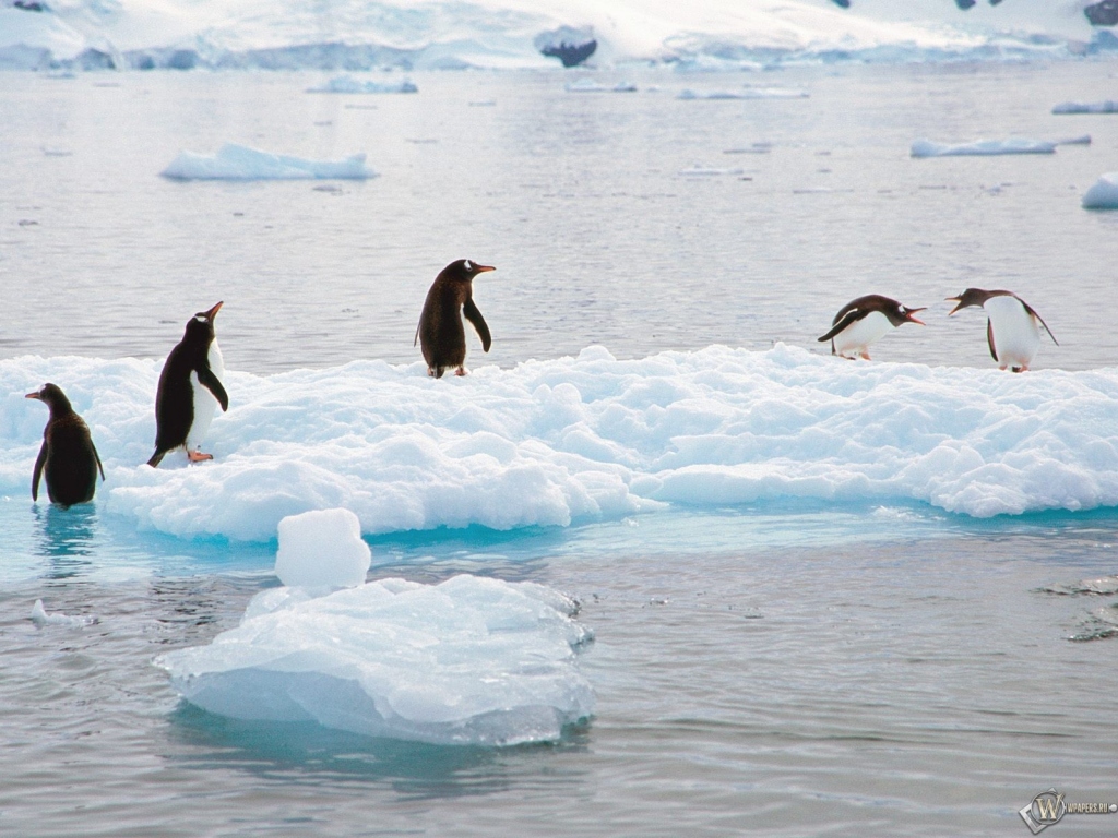 Пингвины на льдине 1024x768