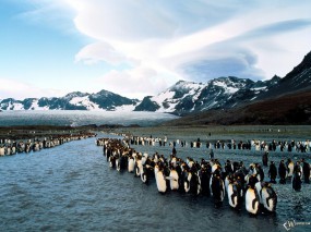 Обои Пингвиний форум: , Пингвины