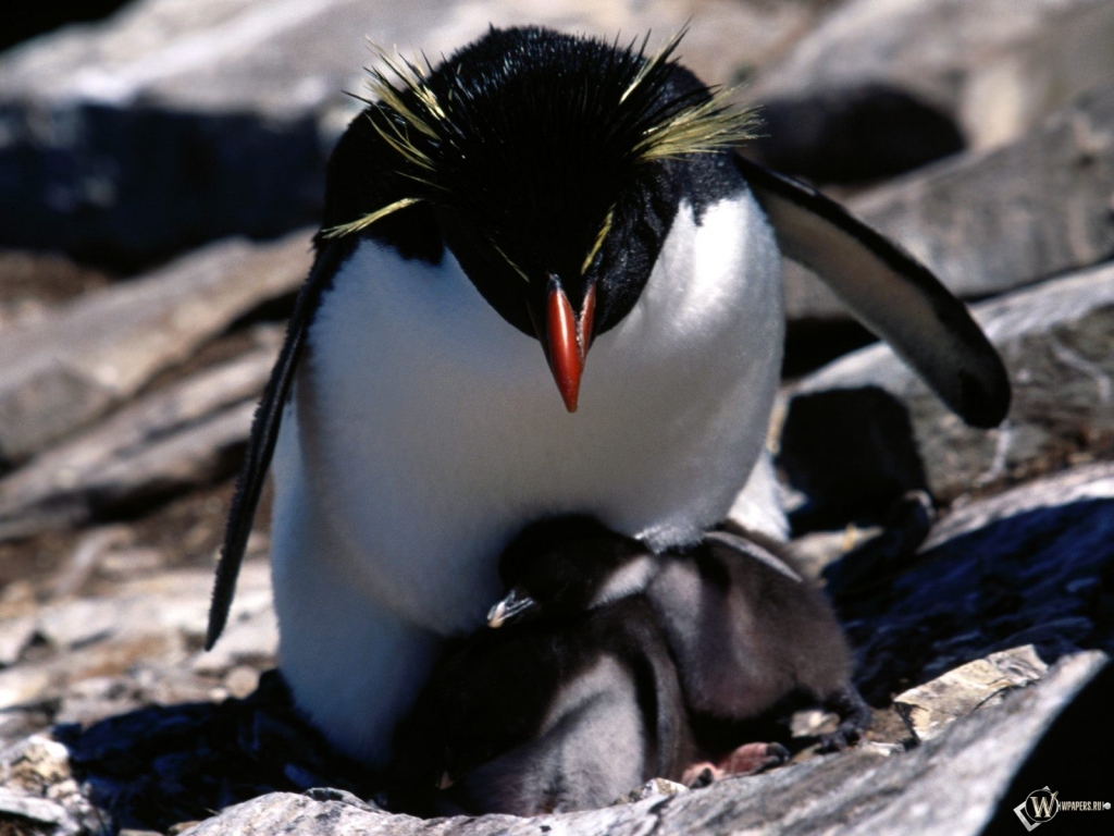 Пингвин с детенышами 1024x768