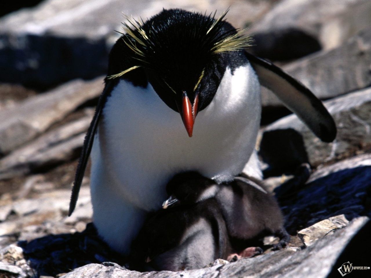 Пингвин с детенышами 1280x960
