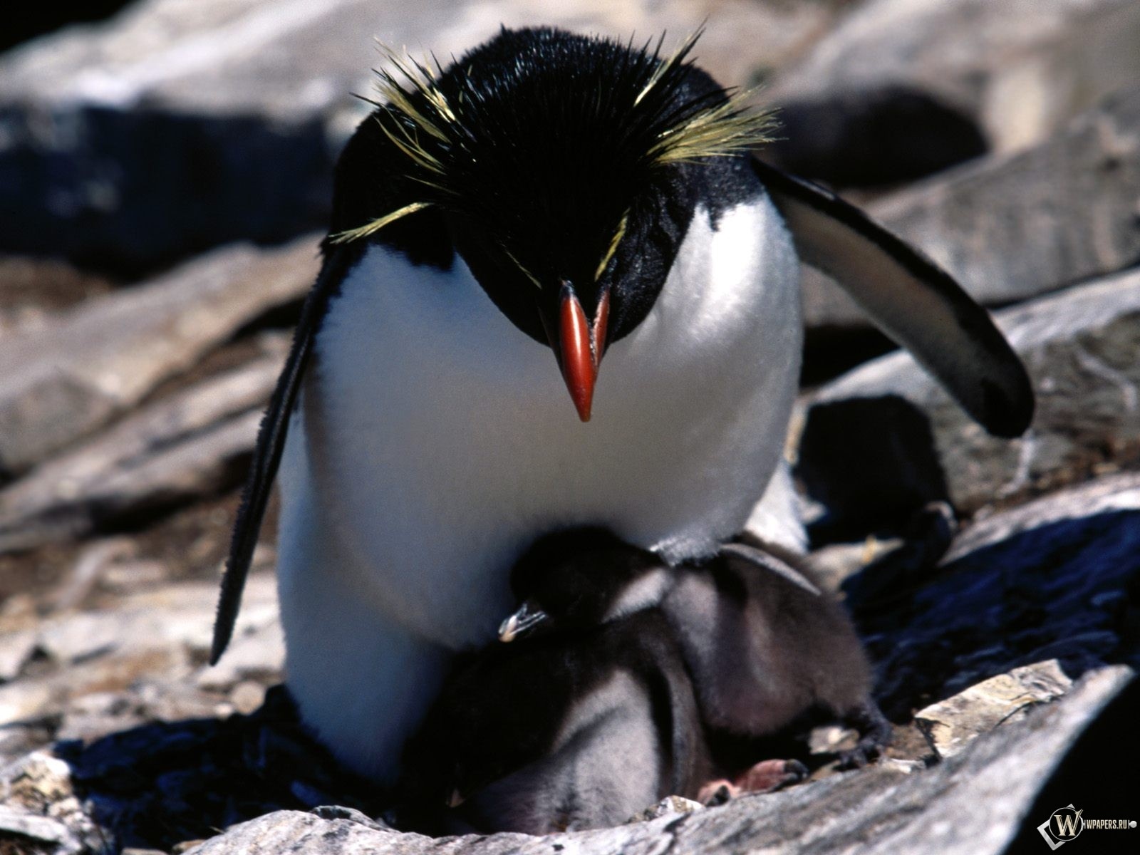 Пингвин с детенышами 1600x1200