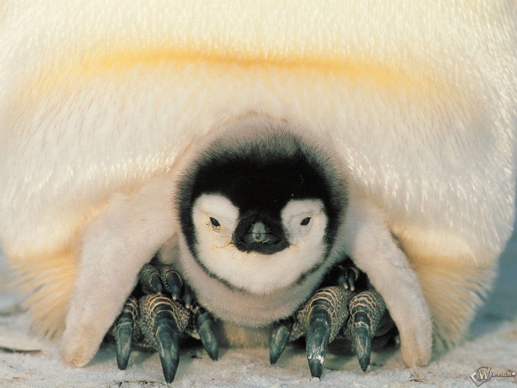 Детеныш пингвина 1024x768