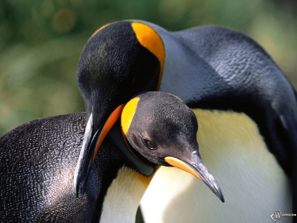 Пингвины обнимаются 1024x768