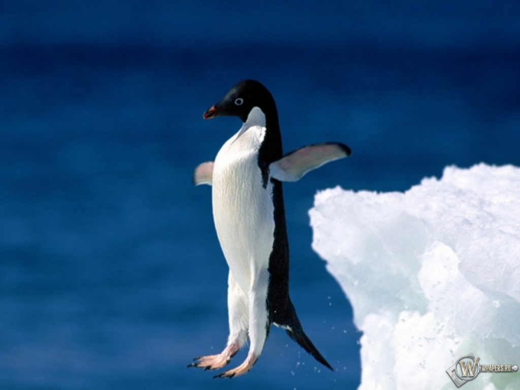 Пингвин в прыжке 1024x768