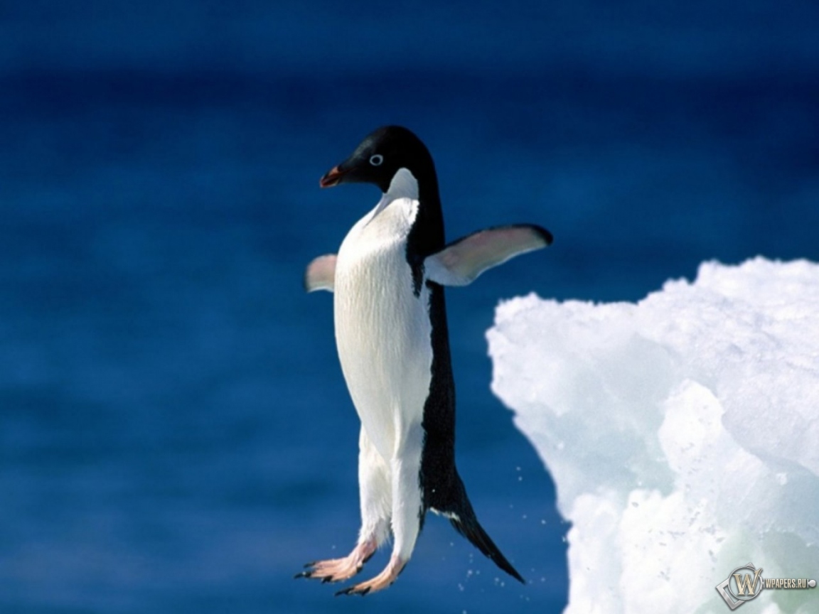 Пингвин в прыжке 1152x864