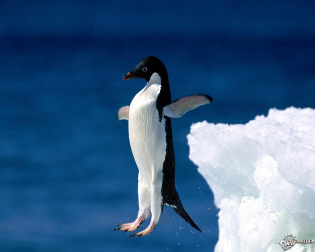 Пингвин в прыжке 1280x1024