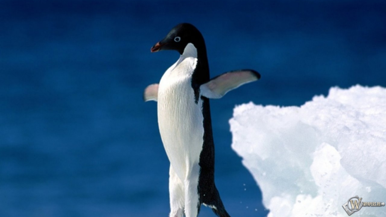 Пингвин в прыжке 1280x720