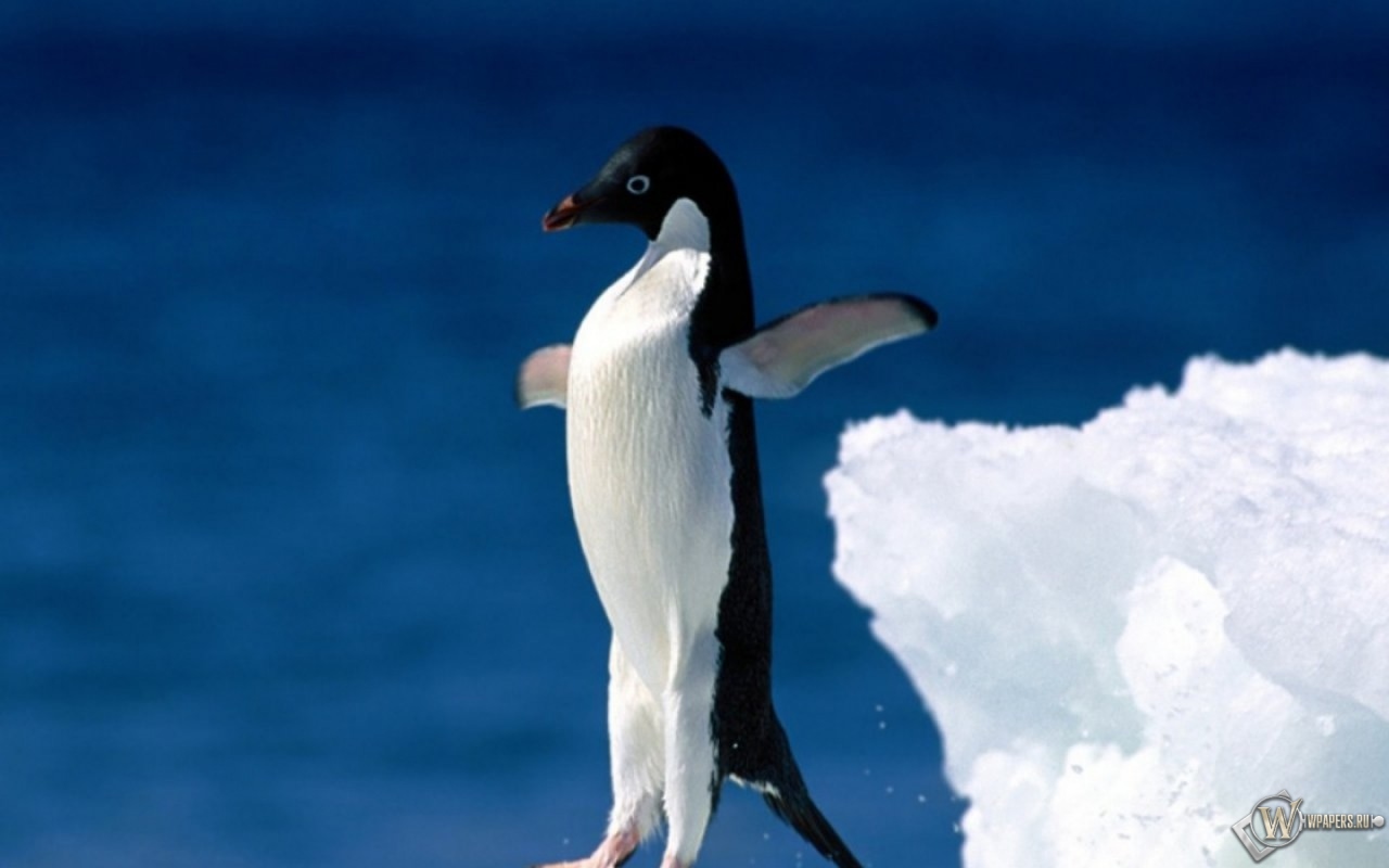 Пингвин в прыжке 1280x800