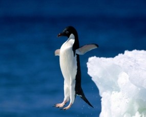 Пингвин в прыжке