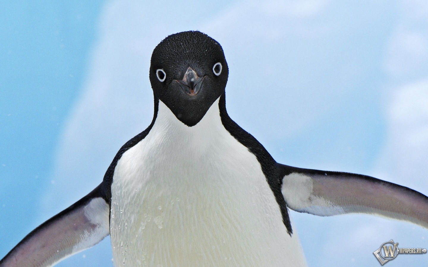 Пингвин 1440x900