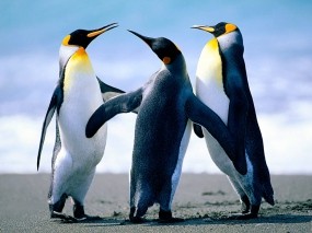 Обои пигвины: Животные, Пингвины, Троица, Пингвины