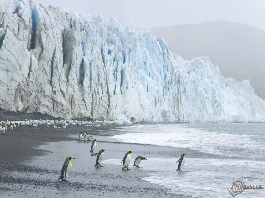 Пингвины на леднике 1024x768