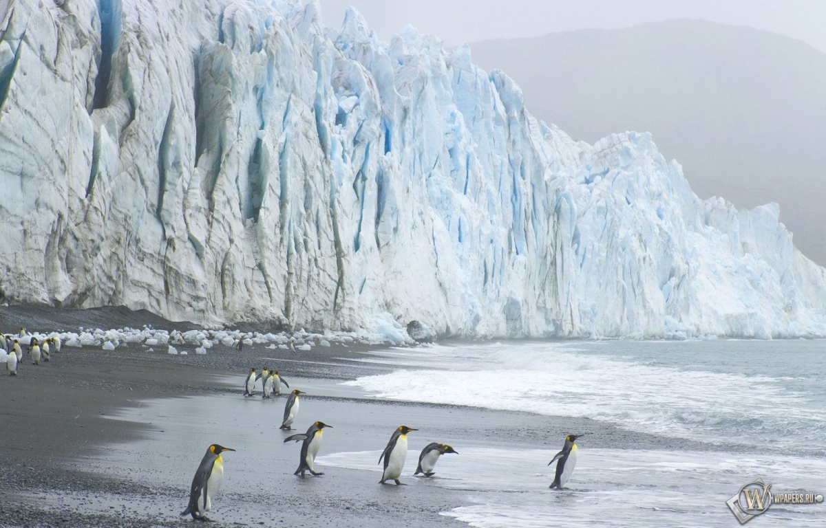 Пингвины на леднике 1200x768