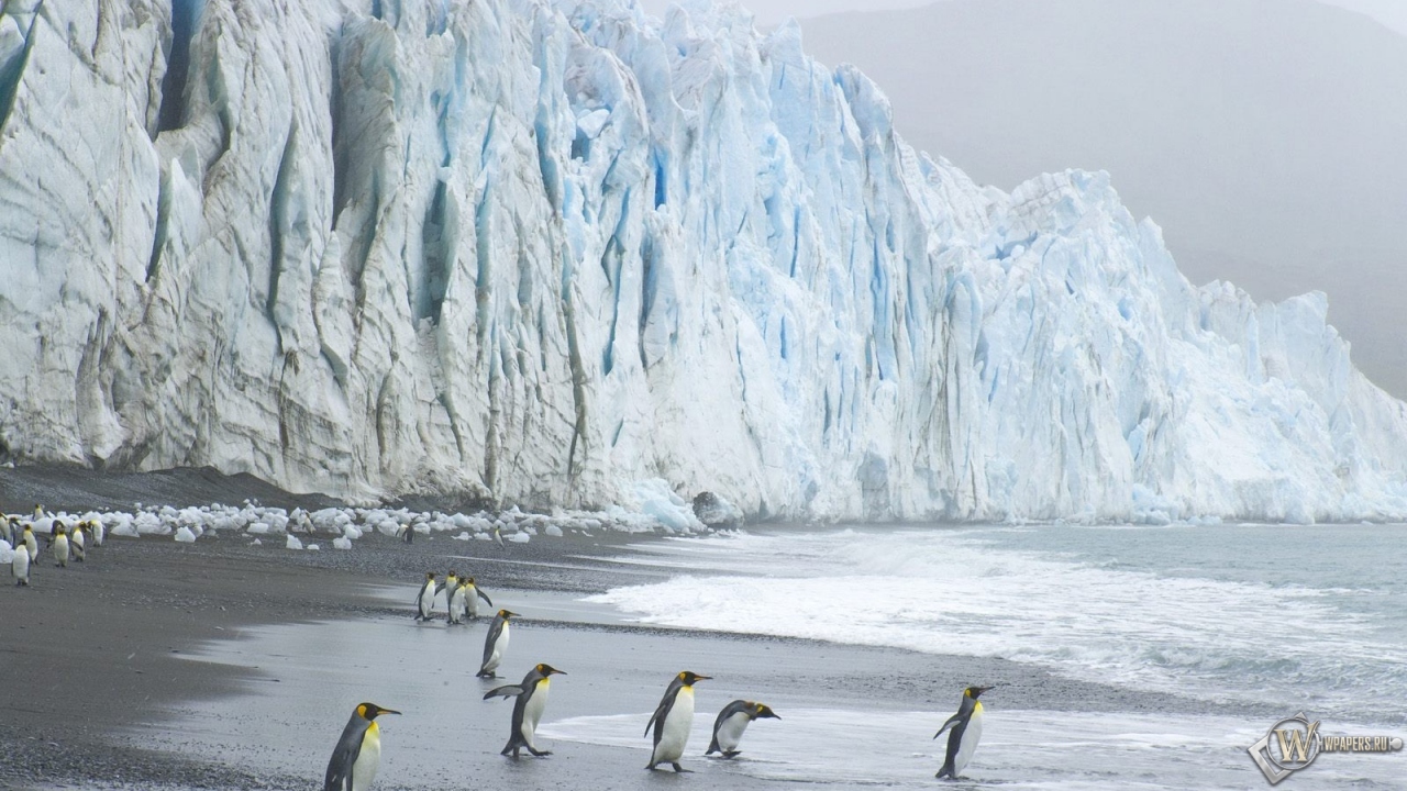 Пингвины на леднике 1280x720