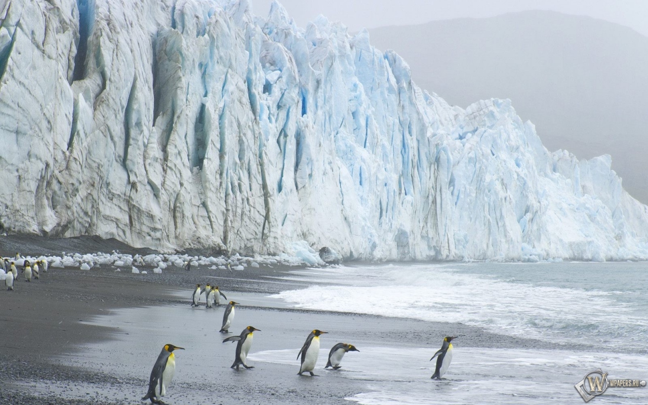 Пингвины на леднике 1280x800