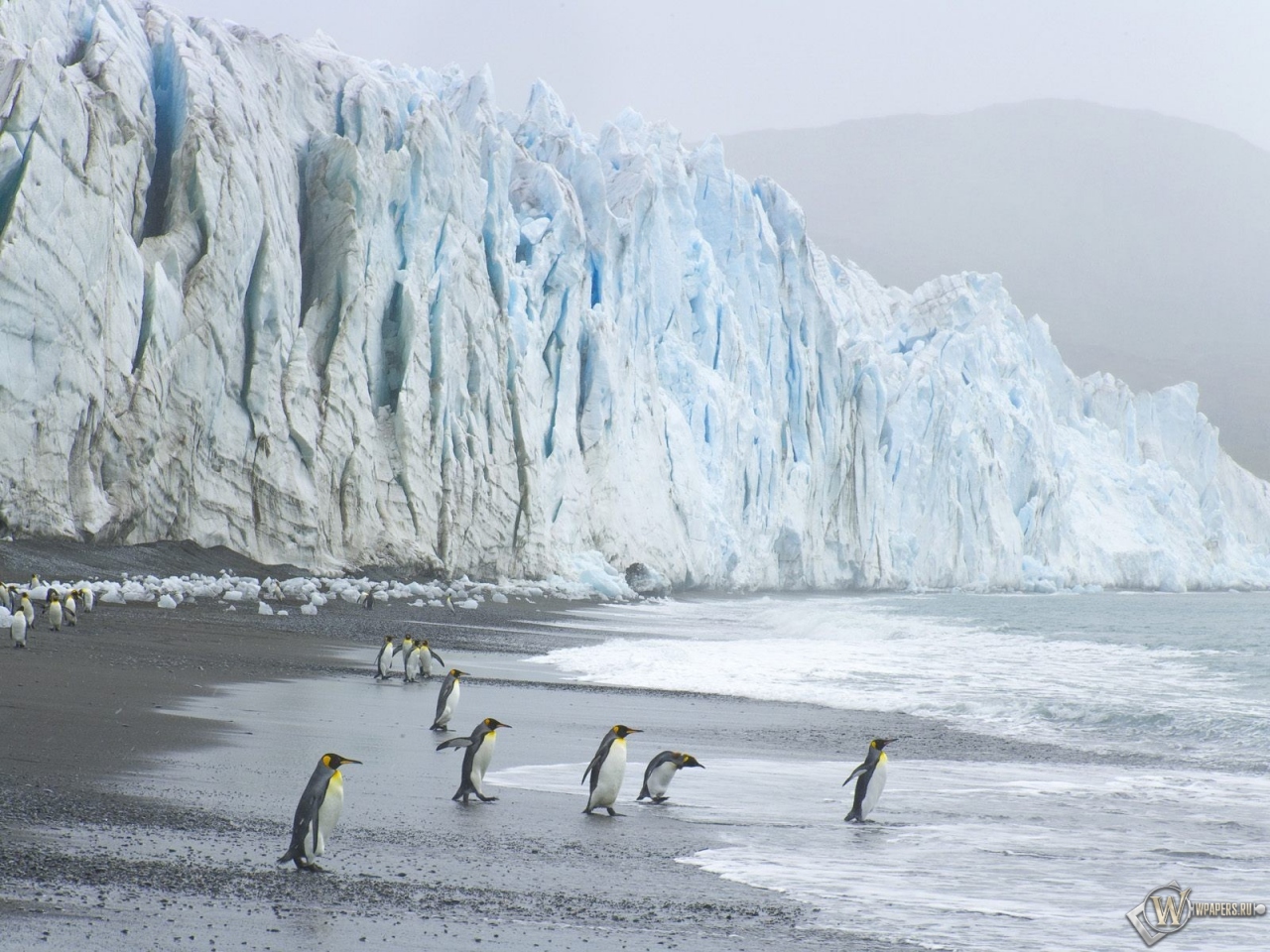 Пингвины на леднике 1280x960