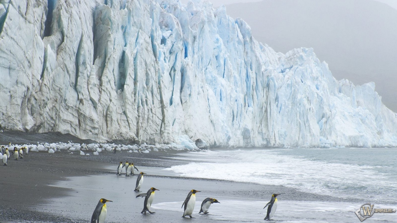 Пингвины на леднике 1366x768