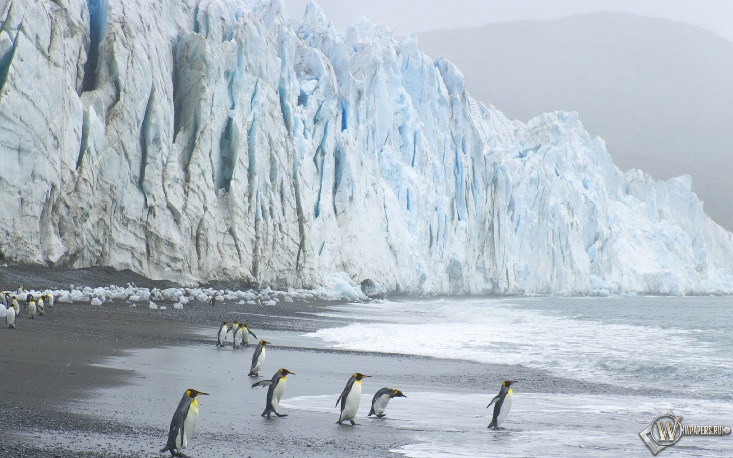 Пингвины на леднике 1440x900