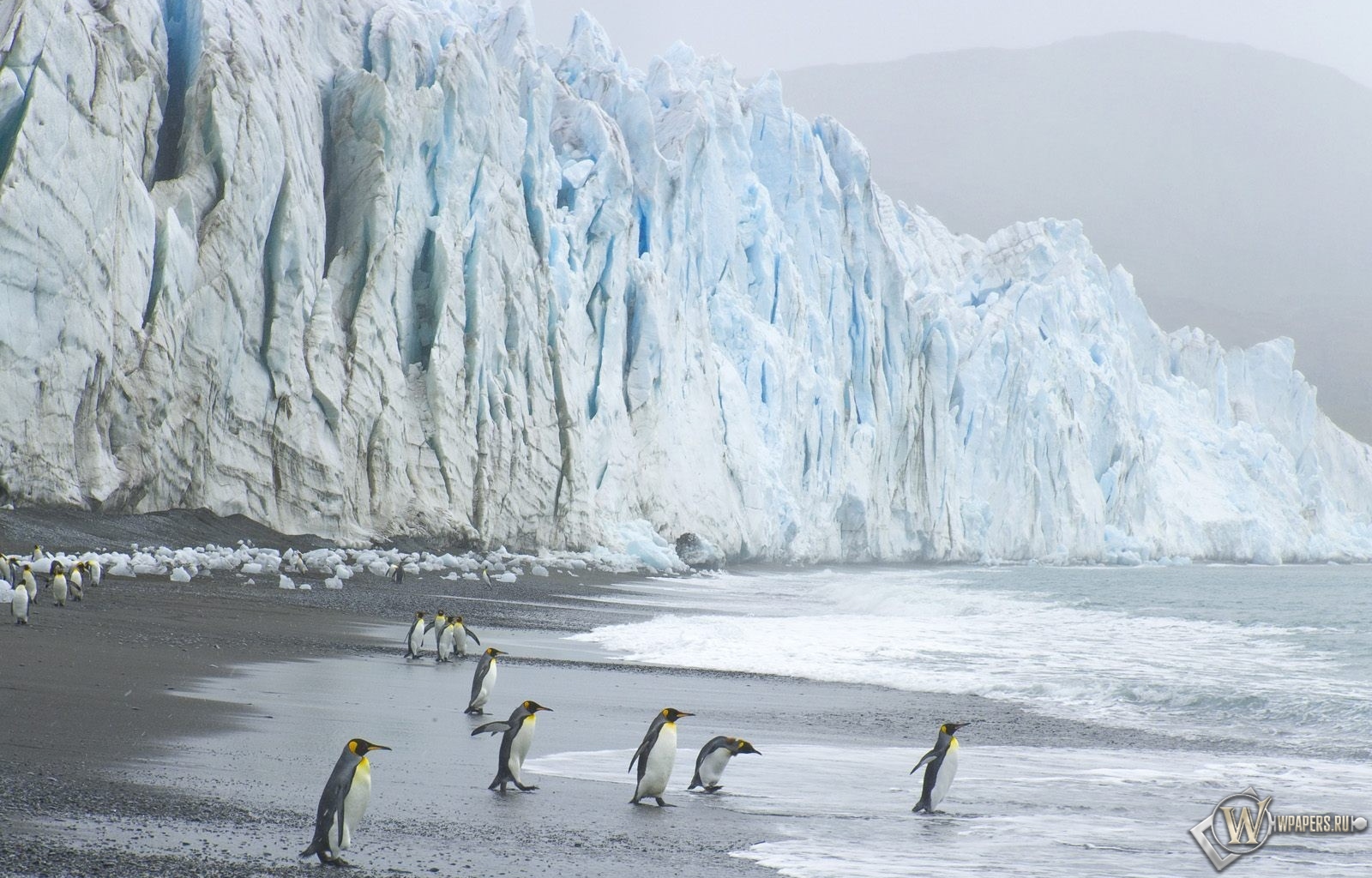 Пингвины на леднике 1600x1024