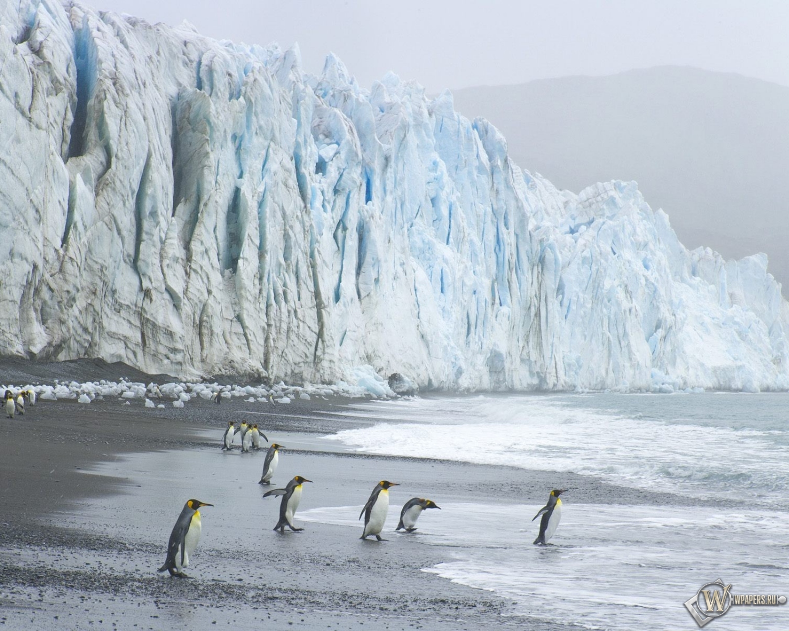 Пингвины на леднике 1600x1280