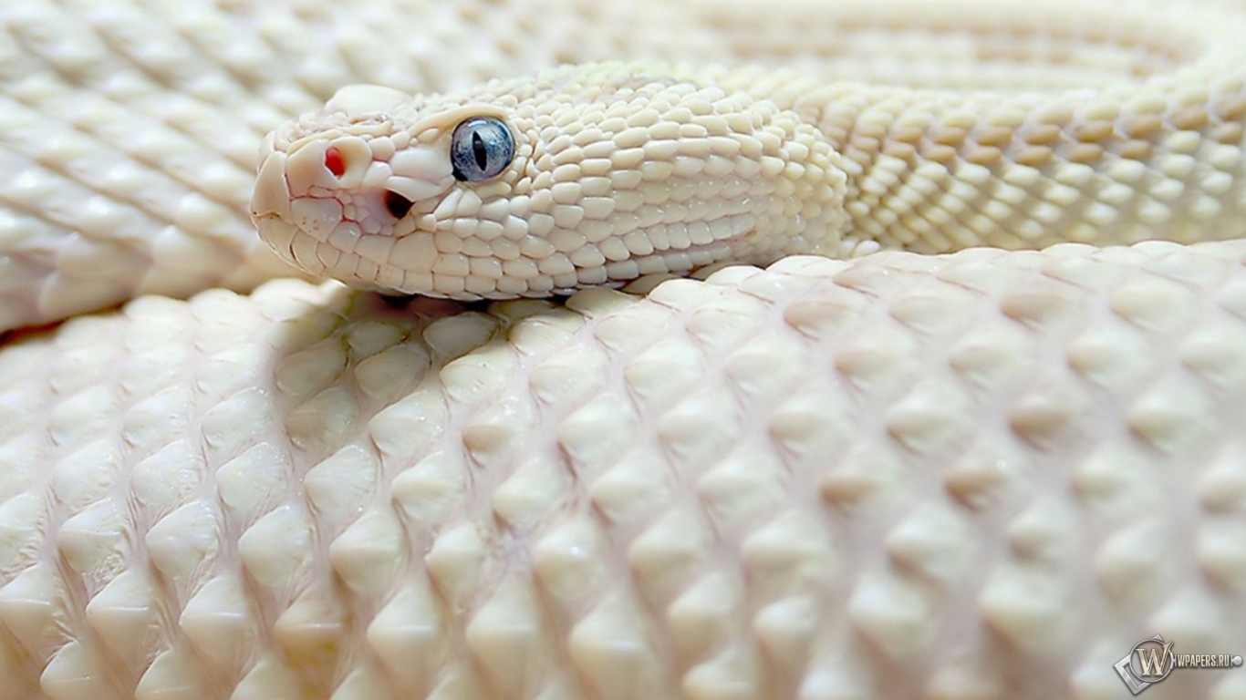 Белая чешуйчатая змея 1366x768