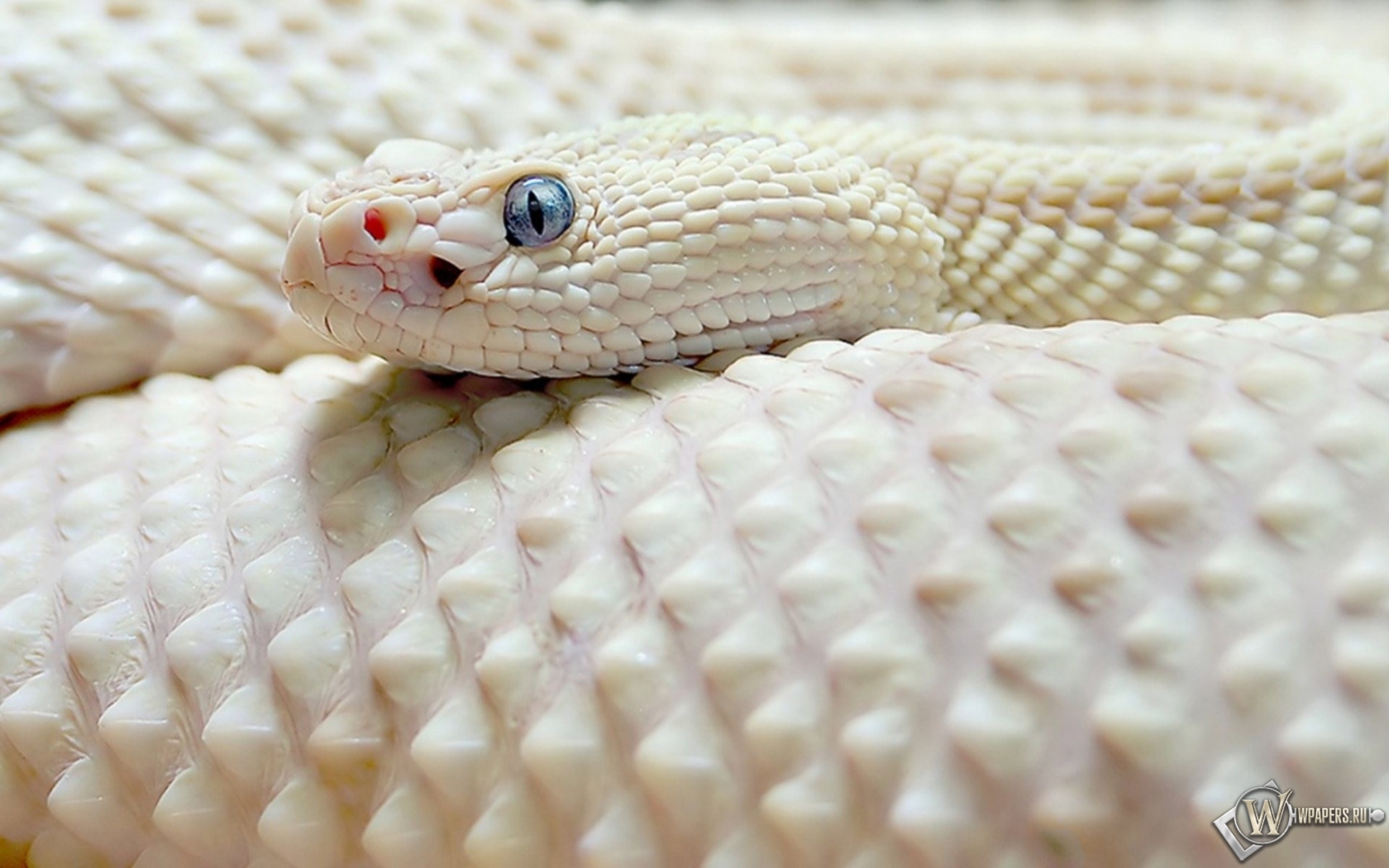 Белая чешуйчатая змея 1680x1050