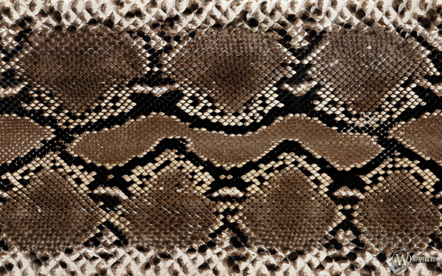 Кожа змеи 1440x900
