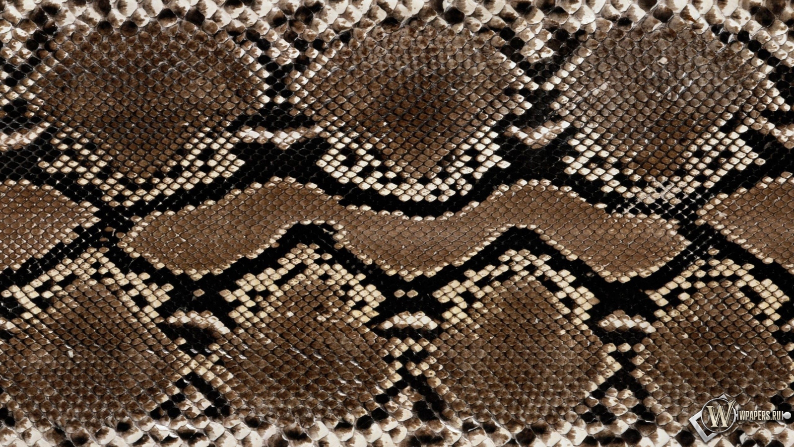 Кожа змеи 1600x900