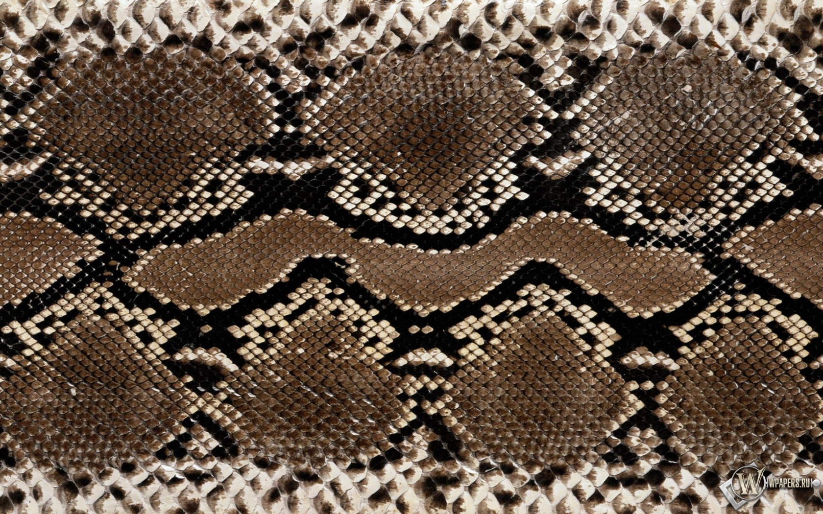 Кожа змеи 1680x1050
