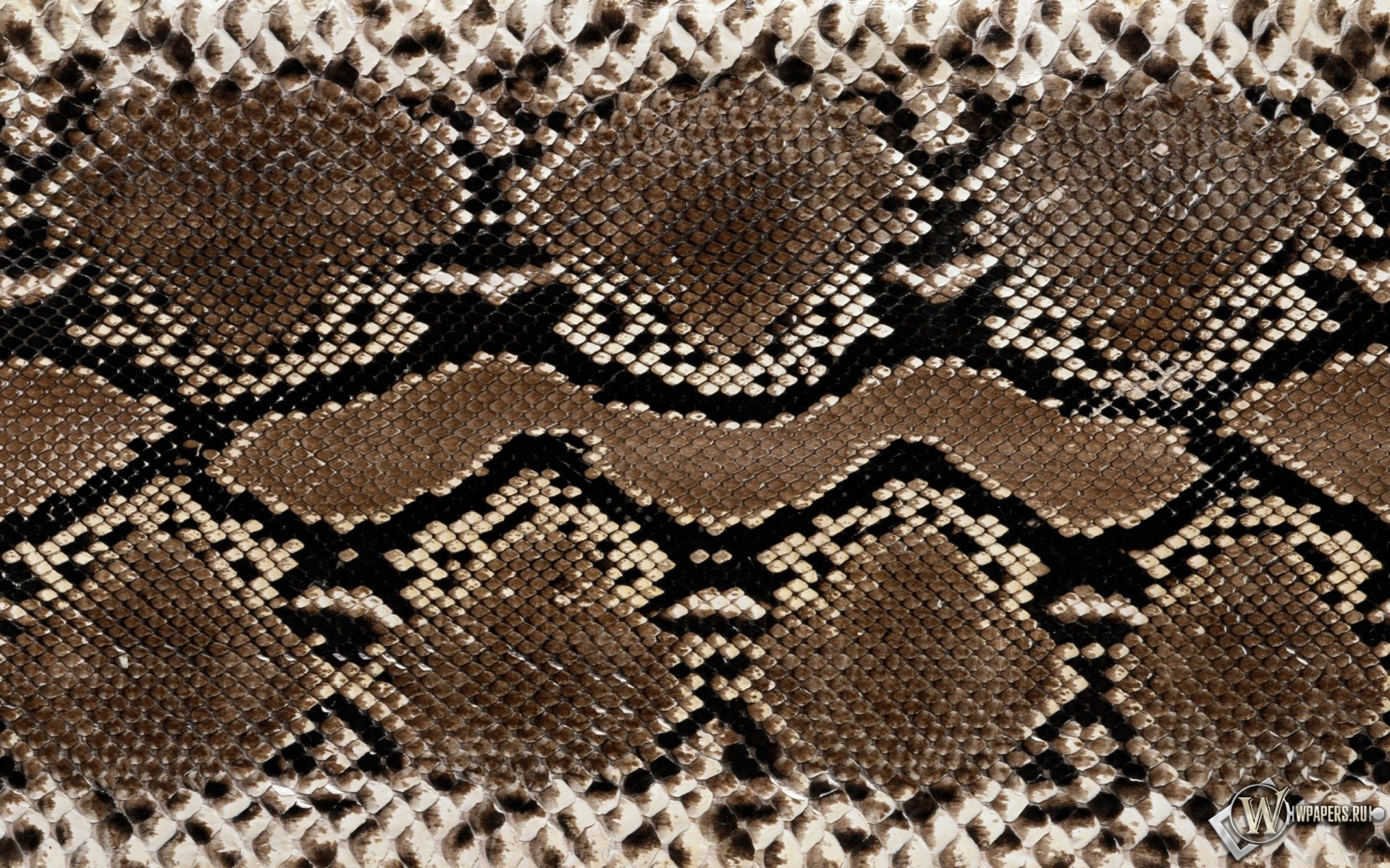 Кожа змеи 1920x1200