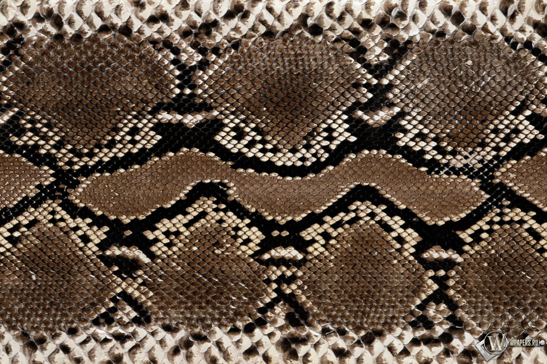 Кожа змеи 1920x1280